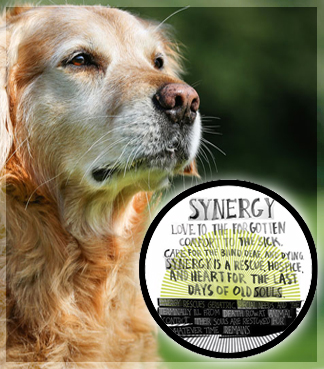 Synergy Animal Hospice – Dog Dreams Foundation Synergy Animal Hospice – Dog Dreams Foundation